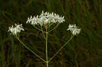 Largeleaf rose gentian